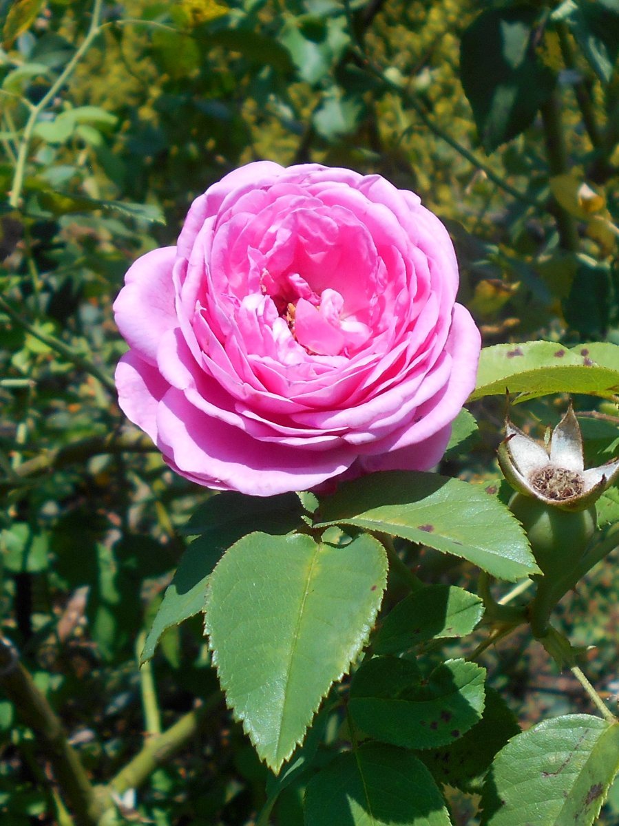 Роза парковая Луи Одье - фото 8