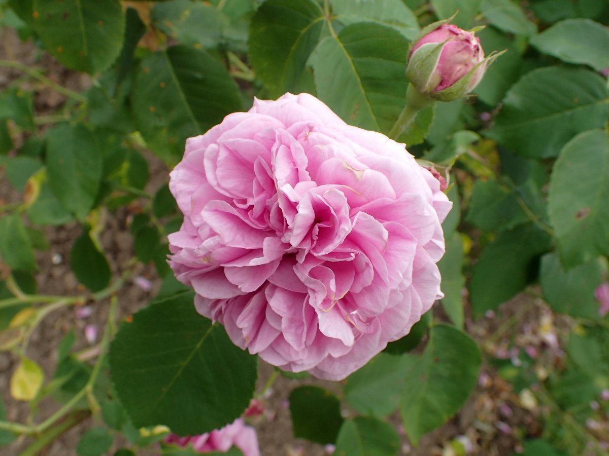 Роза парковая Луи Одье - фото 4