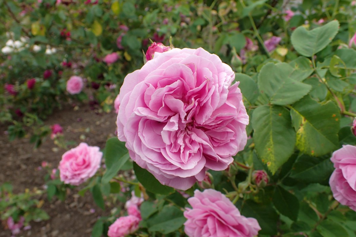 Роза парковая Луи Одье - фото 3