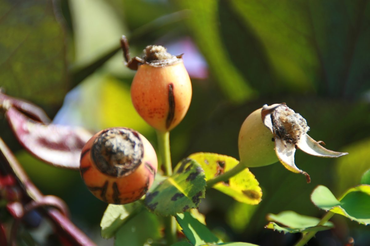 Роза парковая Луи Одье - фото 7