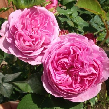 Роза парковая Луи Одье