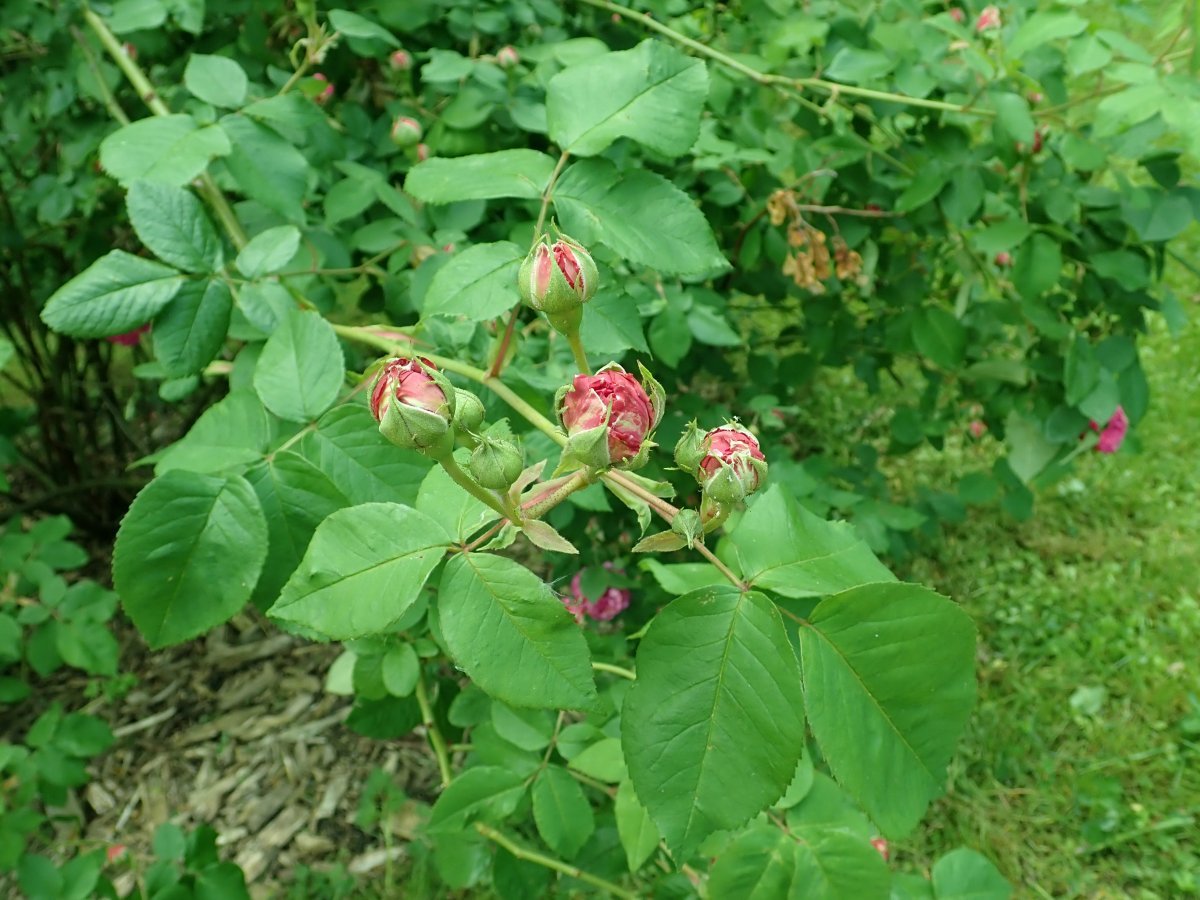 Роза парковая Луи Одье - фото 10