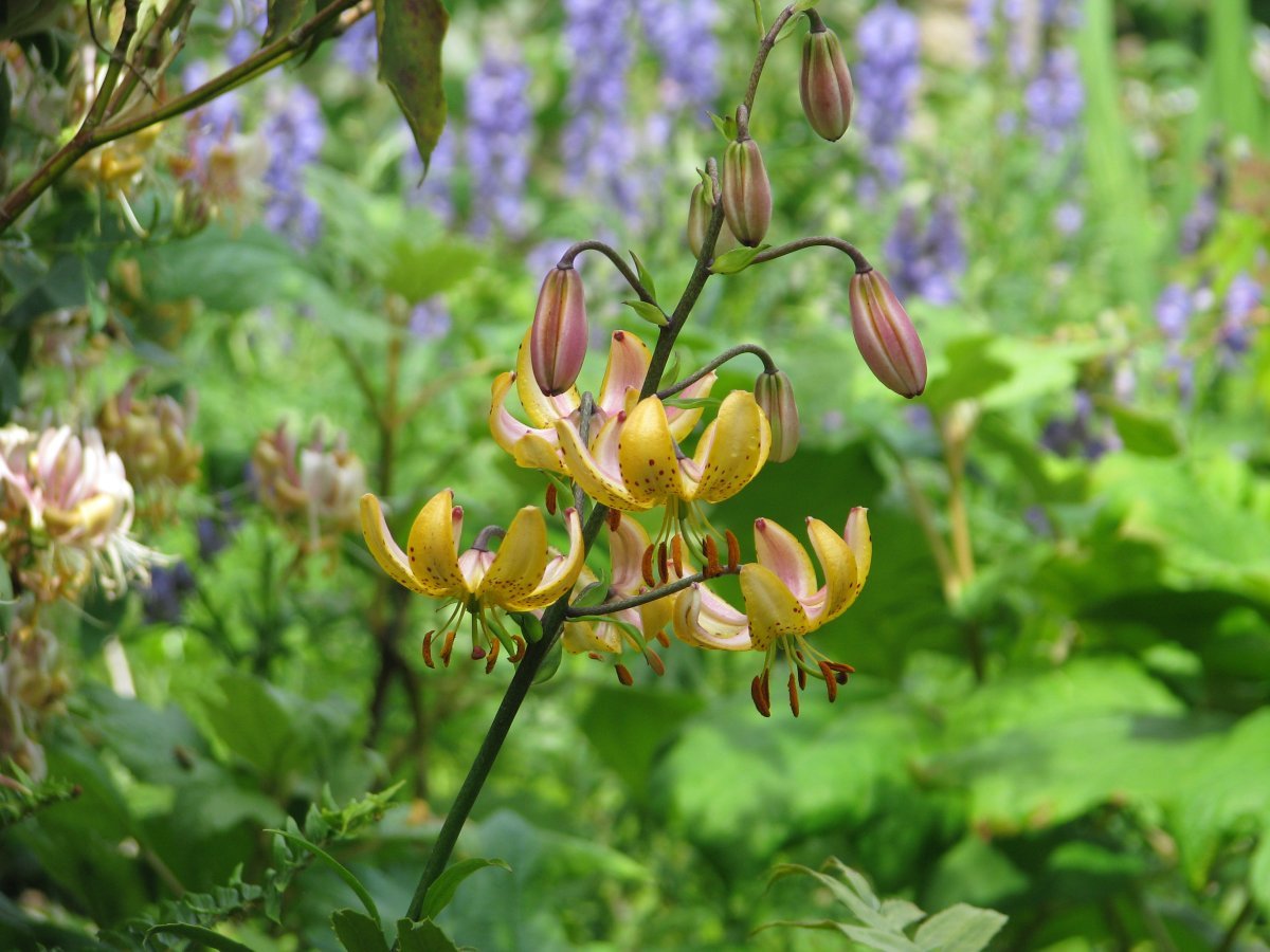 Лилия Мрс.Р.О.Бакхауз кудреватая