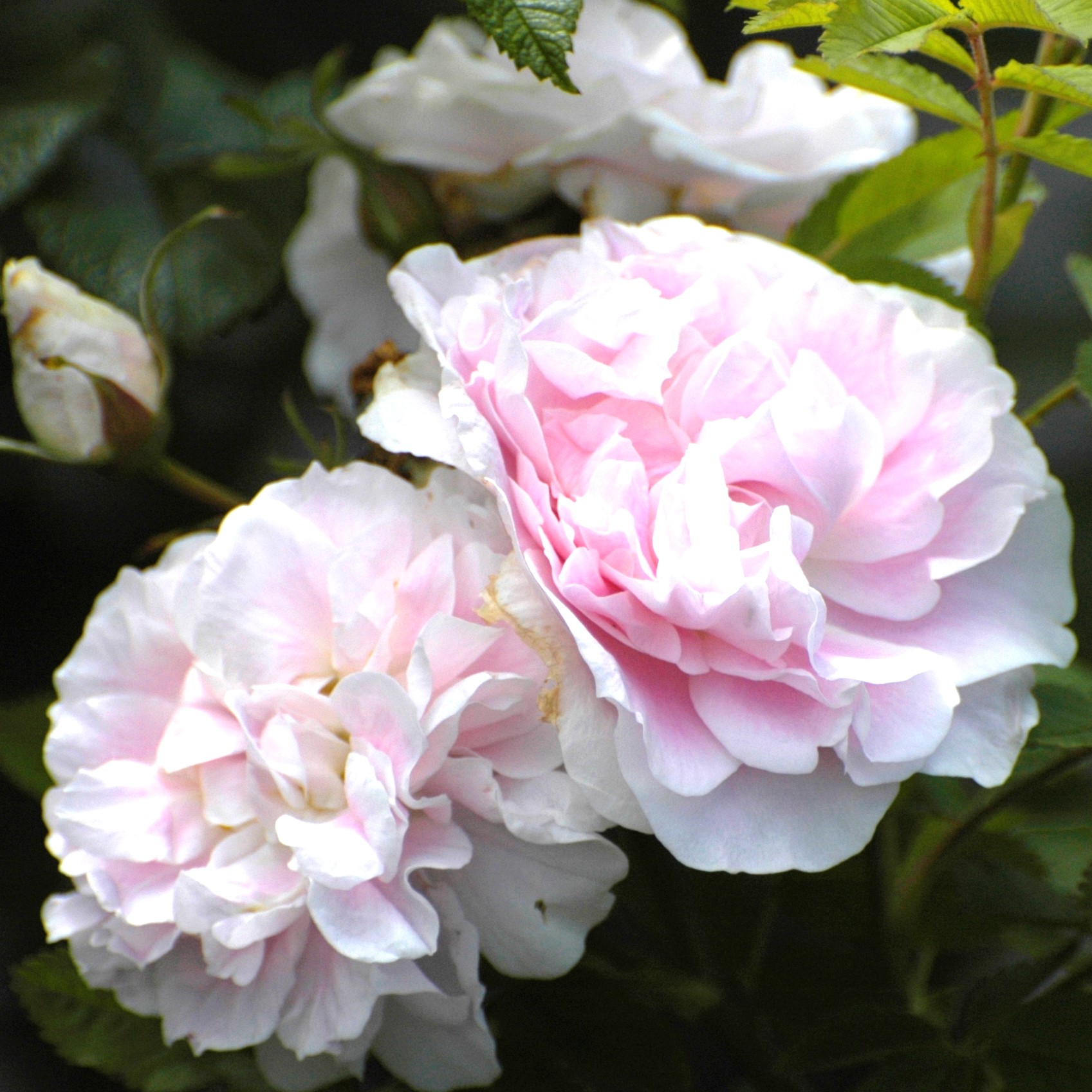 Роза парковая Мартин Фробишер