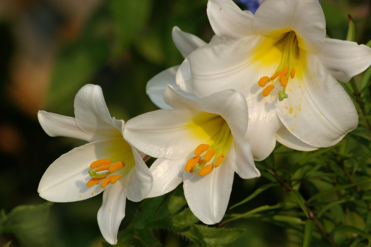 Лилия Регал Альбум трубчатая - фото 2