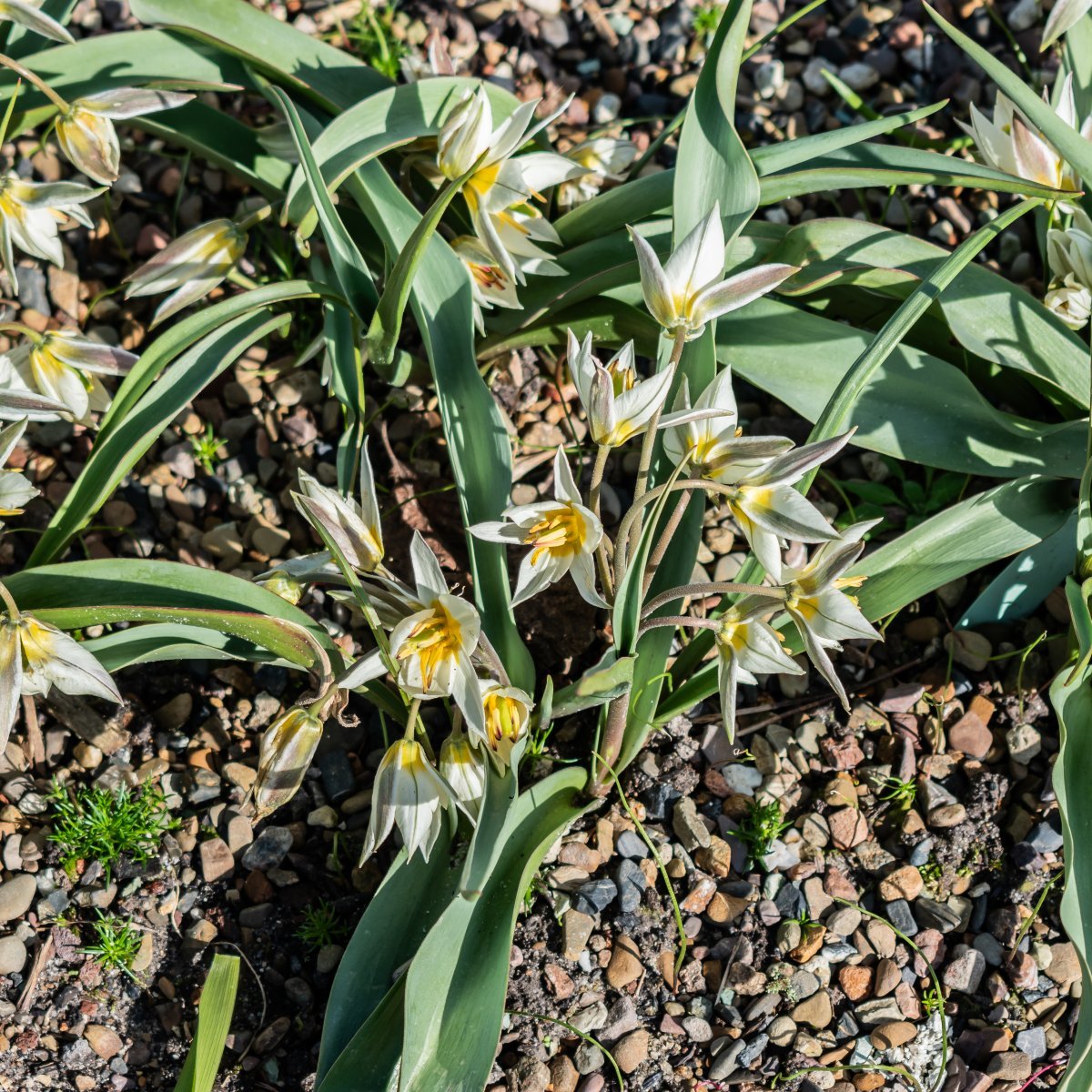 Лилия Регал Альбум трубчатая - фото 3