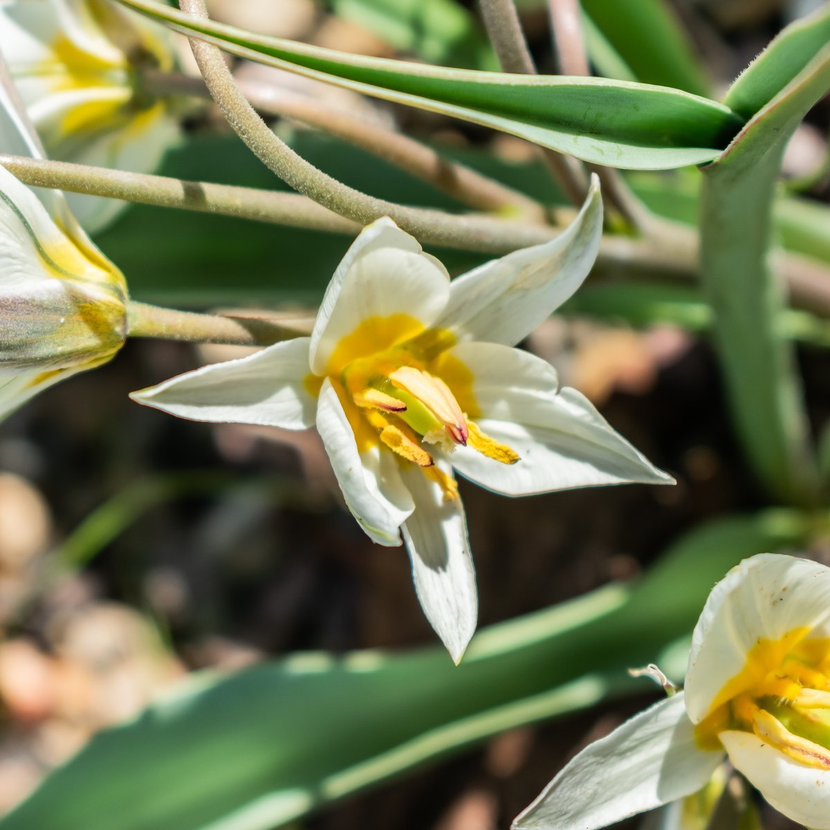 Лилия Регал Альбум трубчатая - фото 5