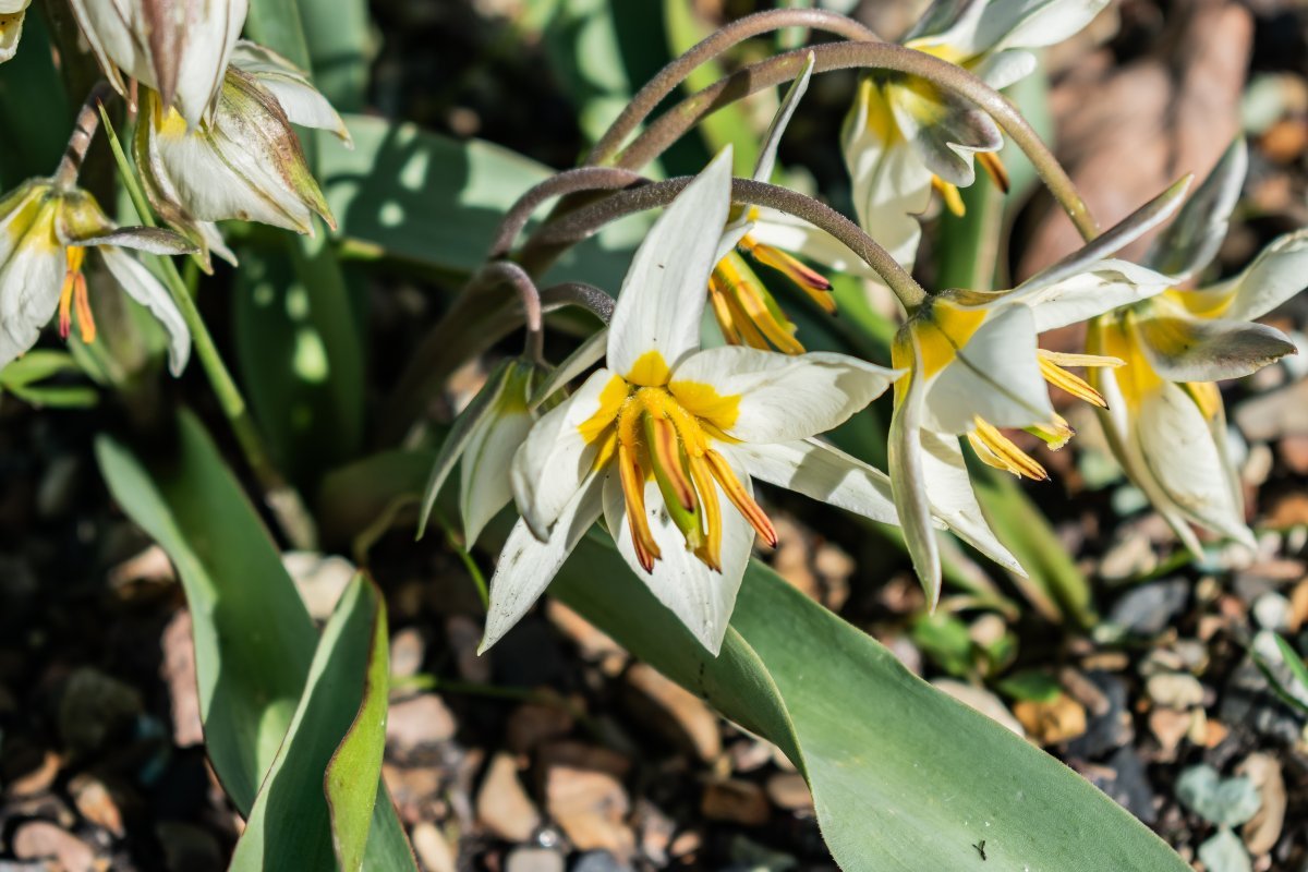 Лилия Регал Альбум трубчатая - фото 4