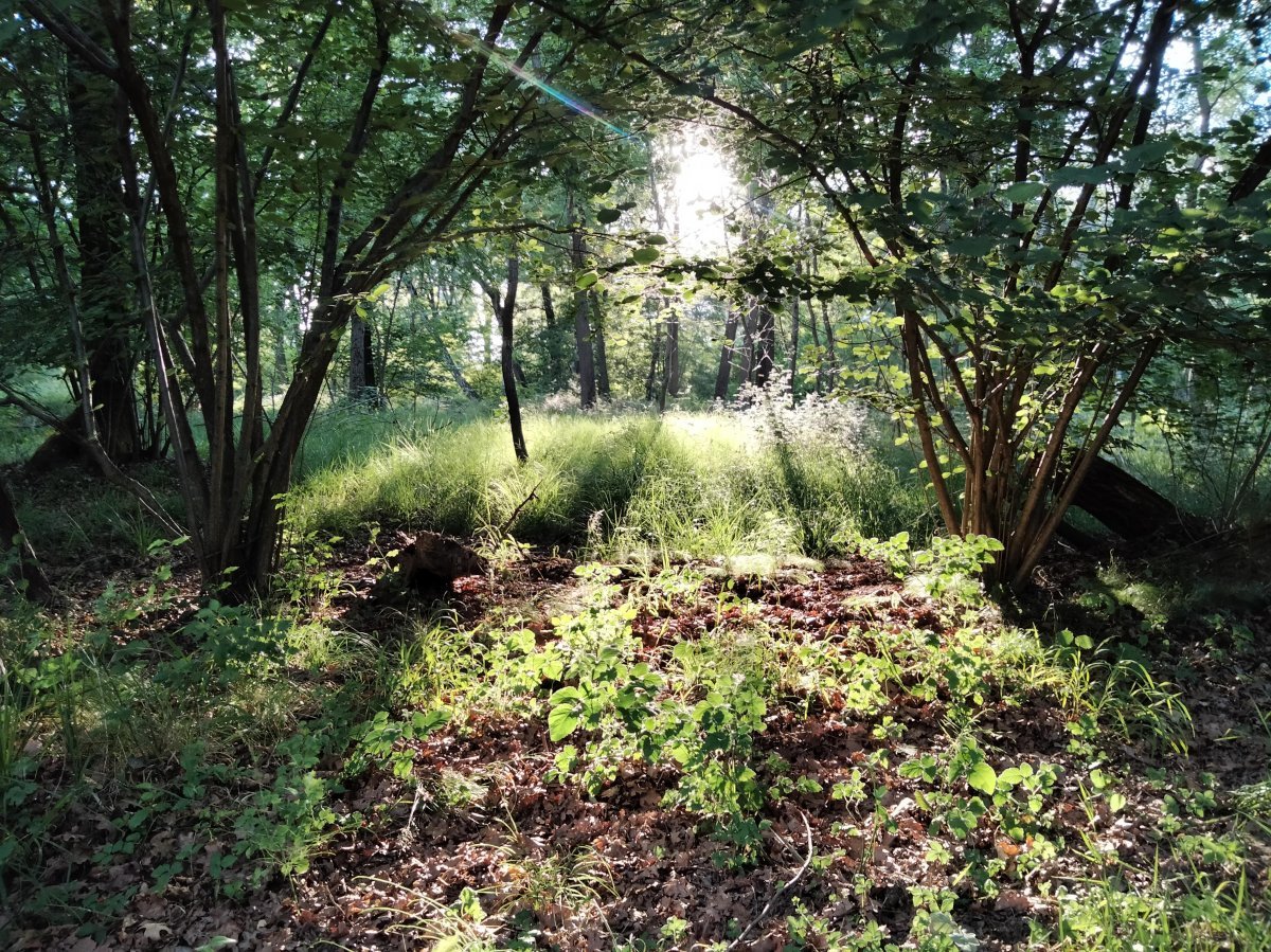 Роза парковая Пиано - фото 6