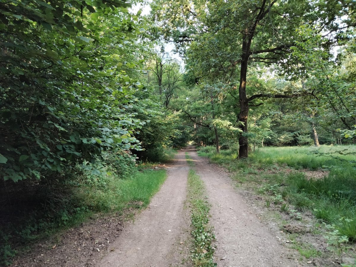 Роза парковая Пиано - фото 7