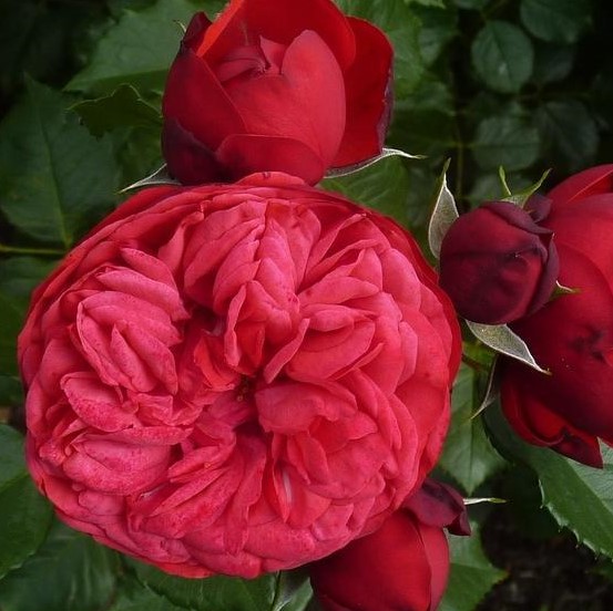 Роза парковая Пиано