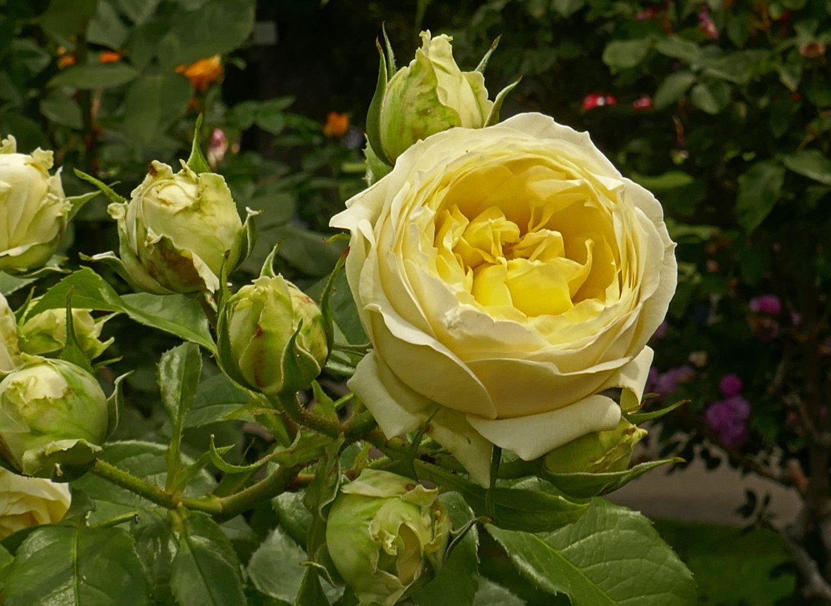 Роза парковая Пиано - фото 10