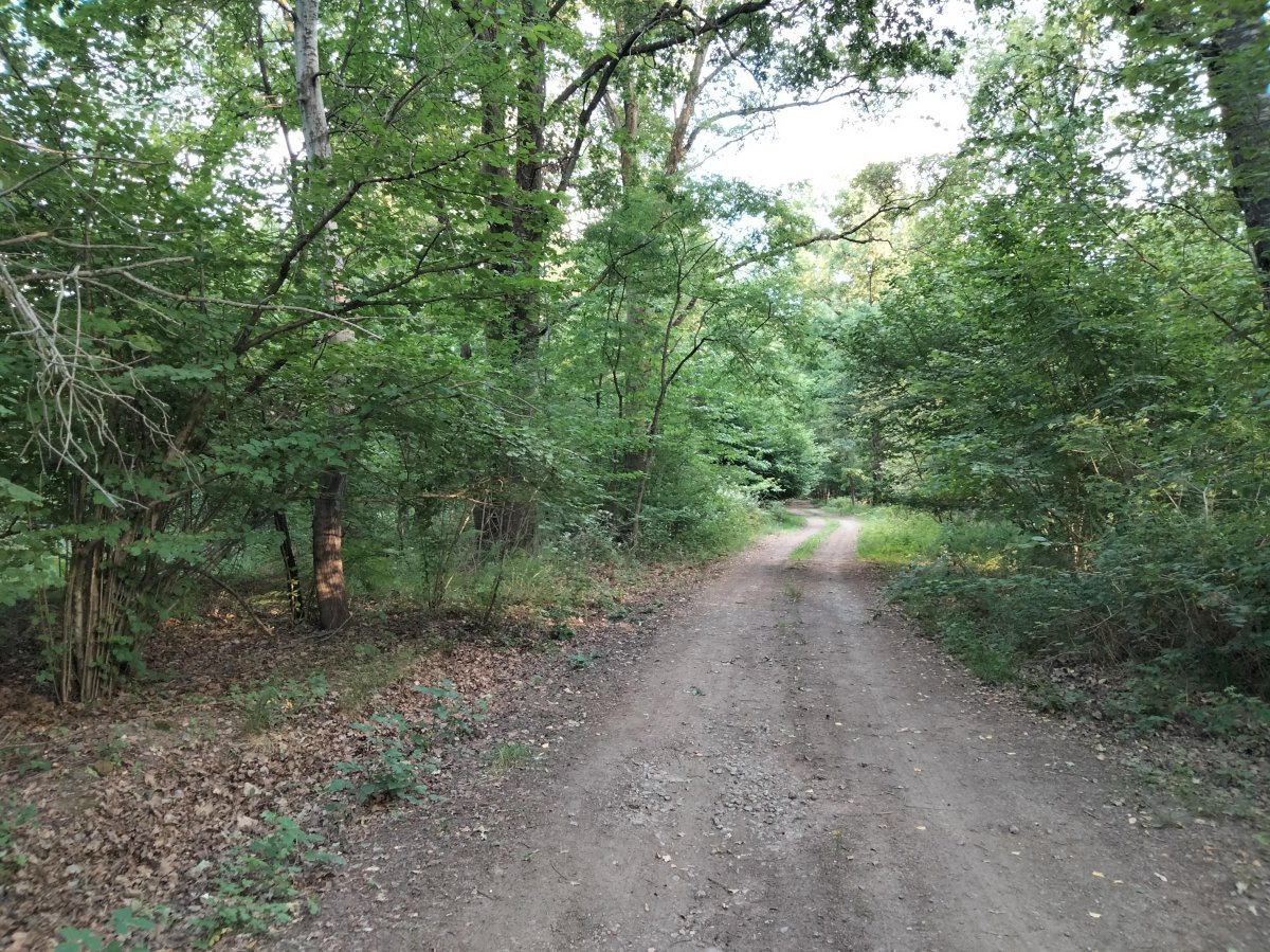 Роза парковая Пиано - фото 4