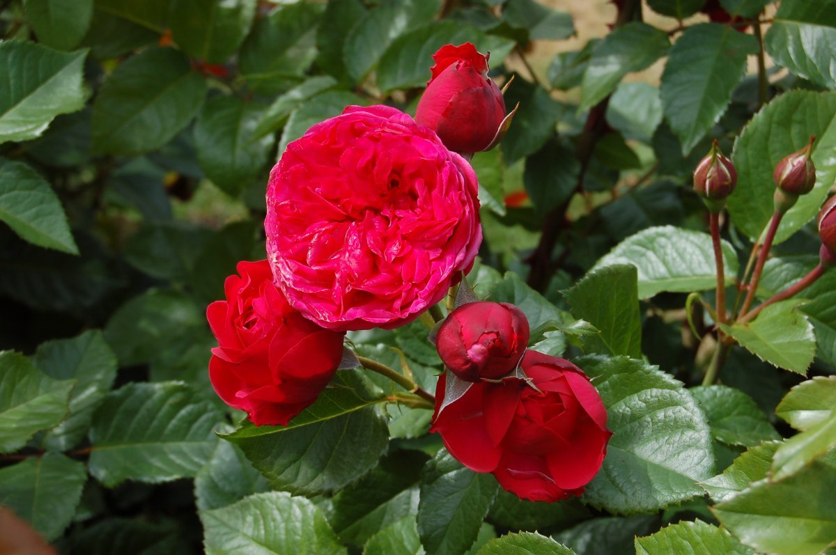 Роза парковая Пиано - фото 8