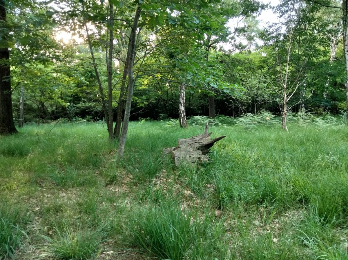 Роза парковая Пиано