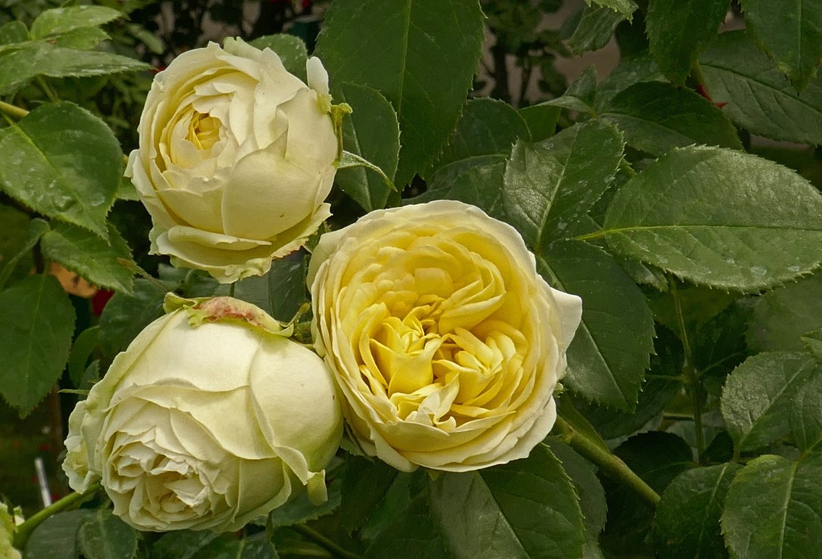 Роза парковая Пиано - фото 9