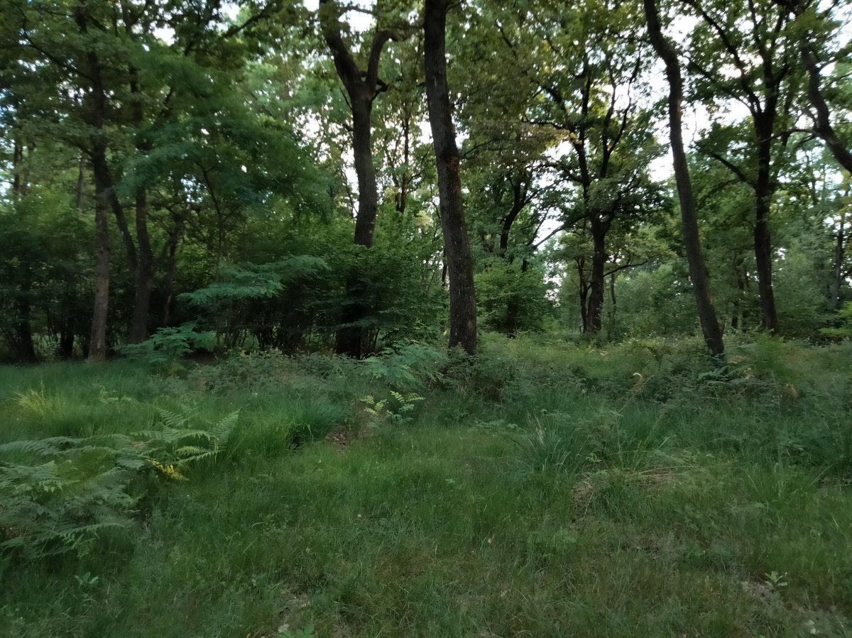 Роза парковая Пиано - фото 3