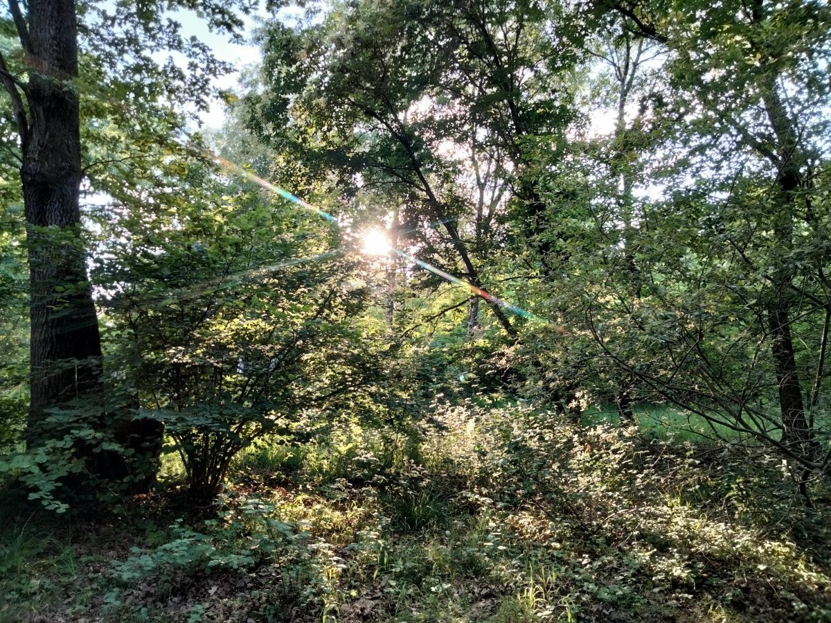 Роза парковая Пиано - фото 5