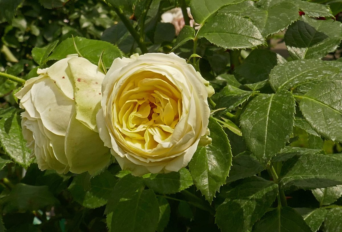 Роза парковая Пиано - фото 11