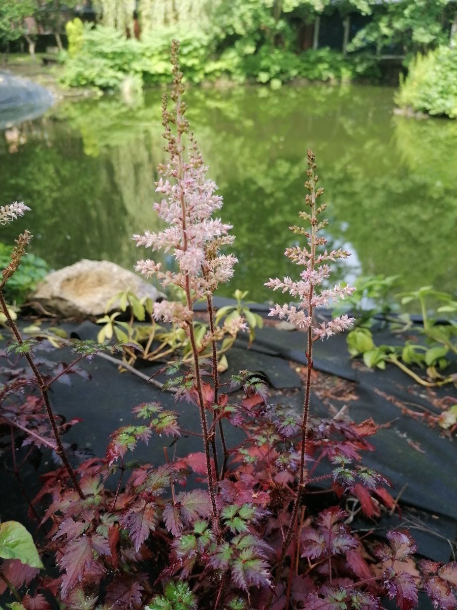 Астильба Арендса - фото 3