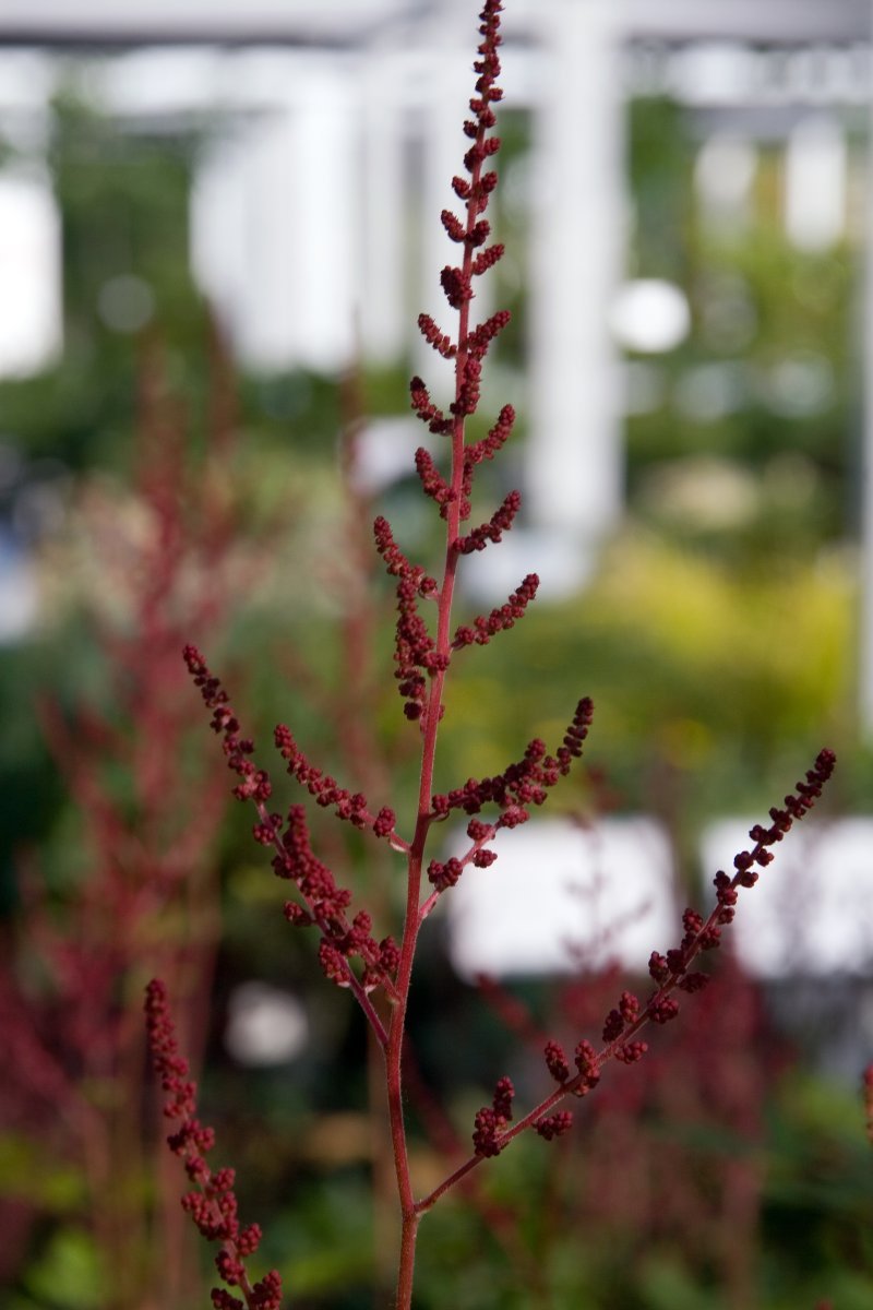 Астильба Арендса - фото 11