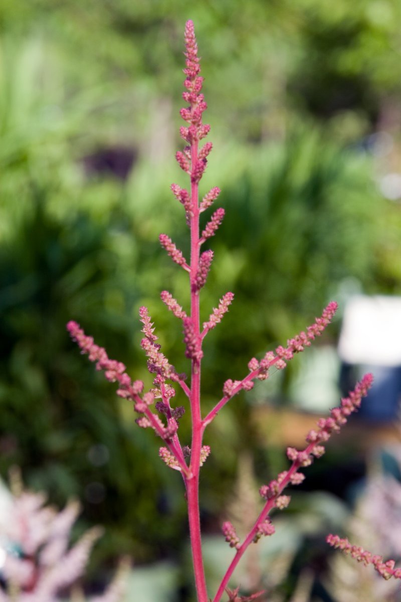 Астильба Арендса - фото 10