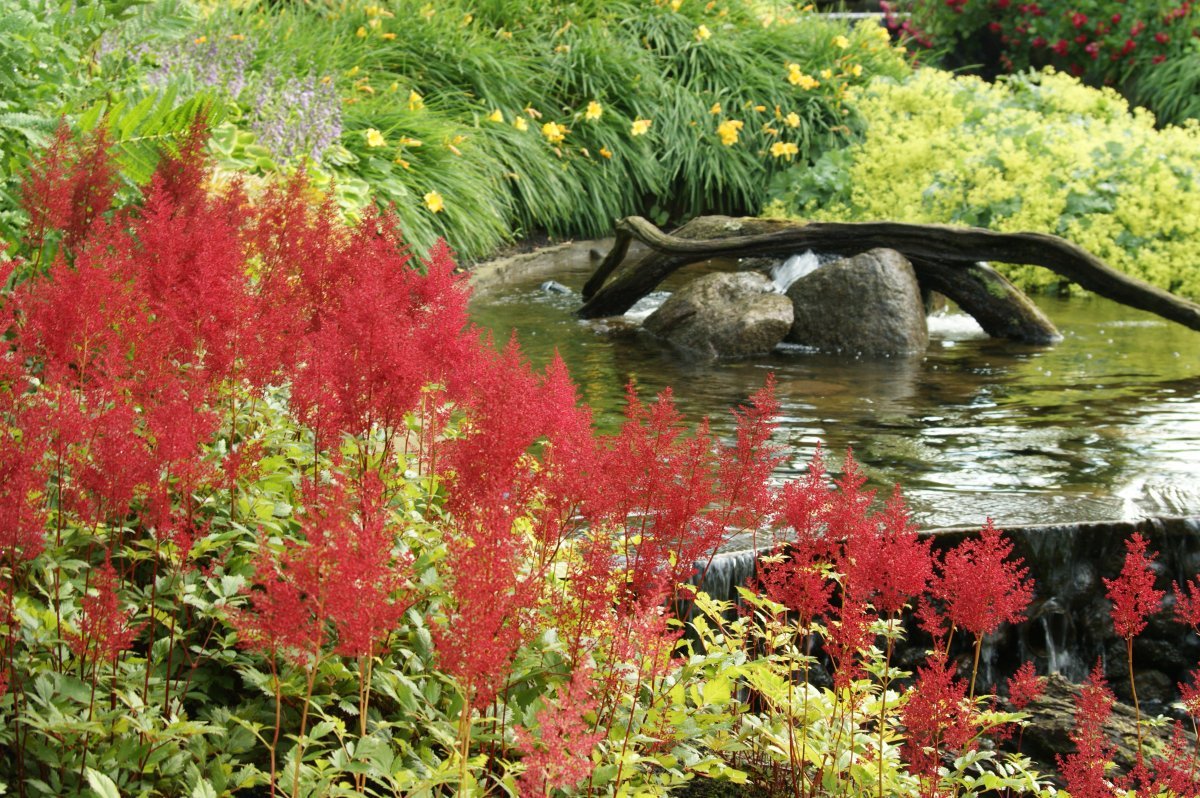 Астильба Арендса - фото 5