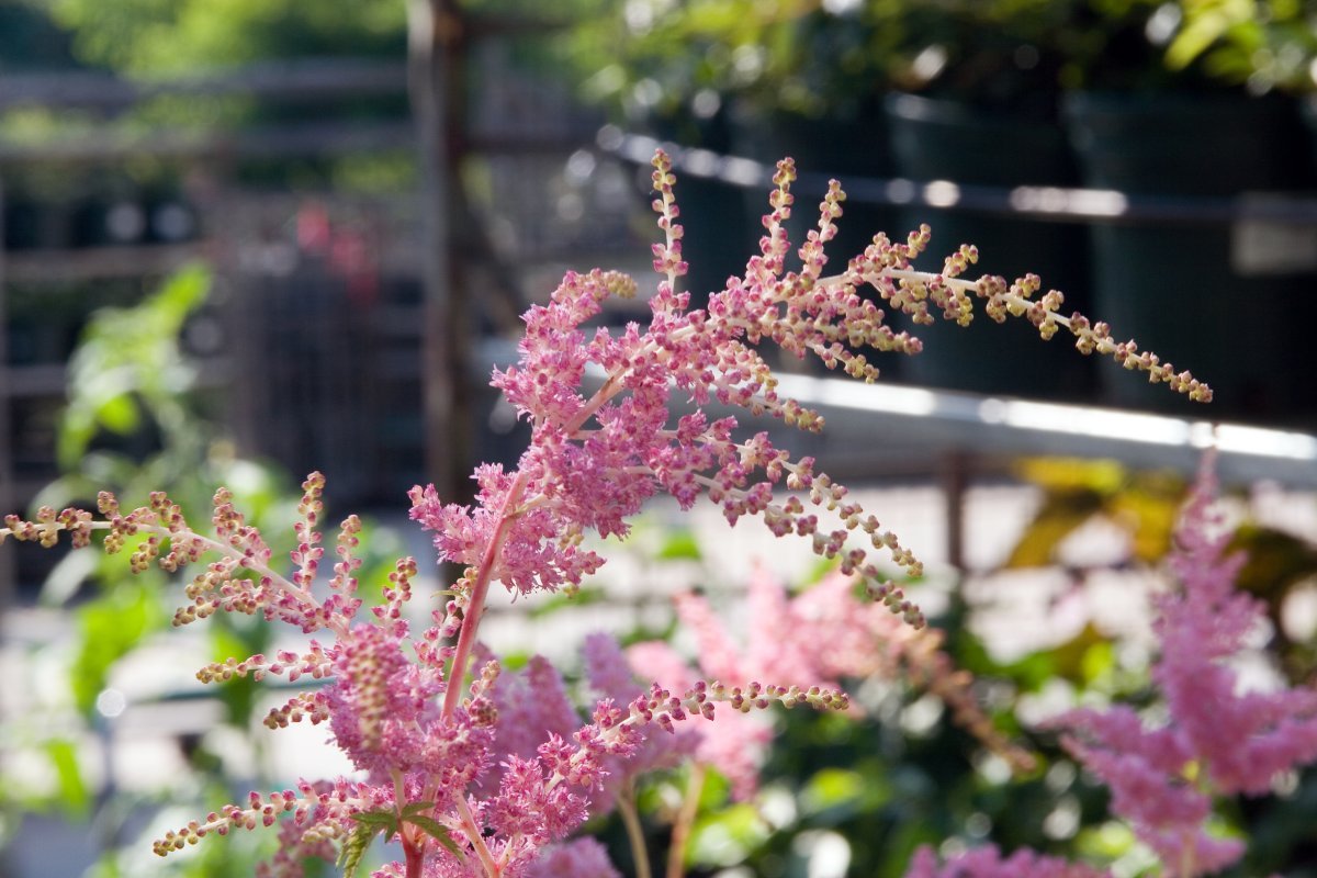 Астильба Арендса - фото 9