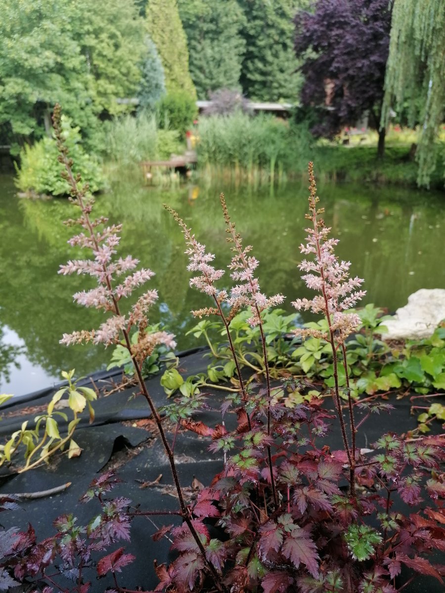 Астильба Арендса - фото 4
