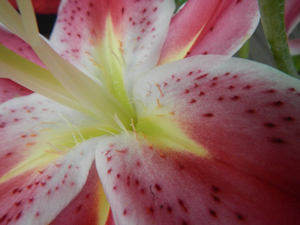 Лилия Стар Гейзер восточная - фото 7