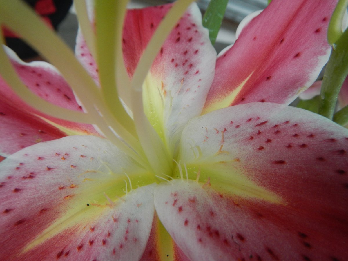 Лилия Стар Гейзер восточная - фото 9