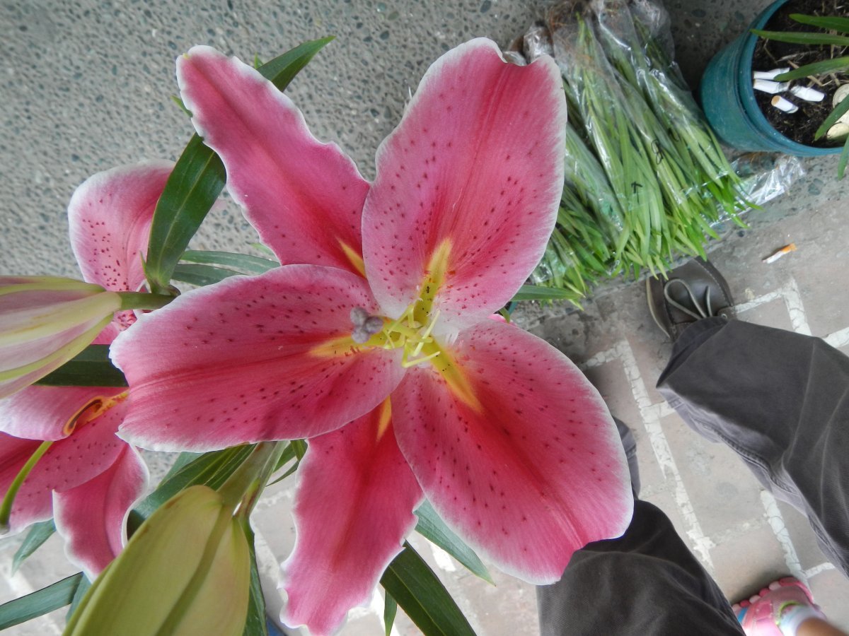 Лилия Стар Гейзер восточная - фото 10