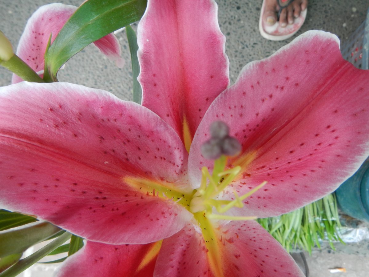 Лилия Стар Гейзер восточная - фото 6