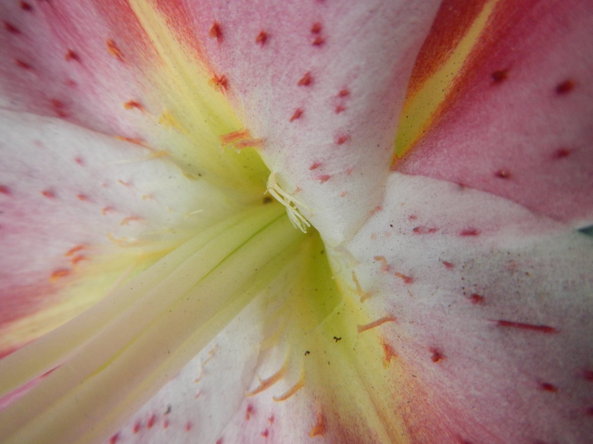 Лилия Стар Гейзер восточная - фото 4