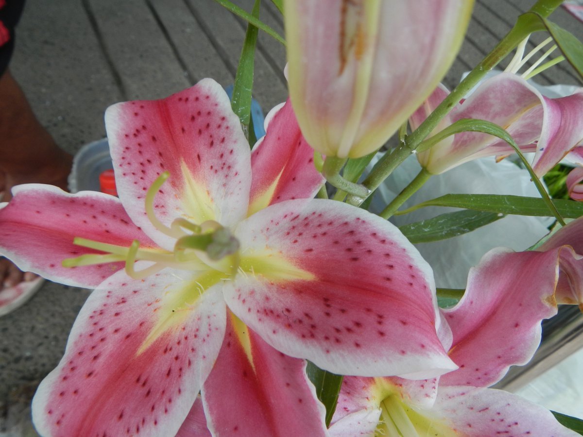 Лилия Стар Гейзер восточная - фото 5