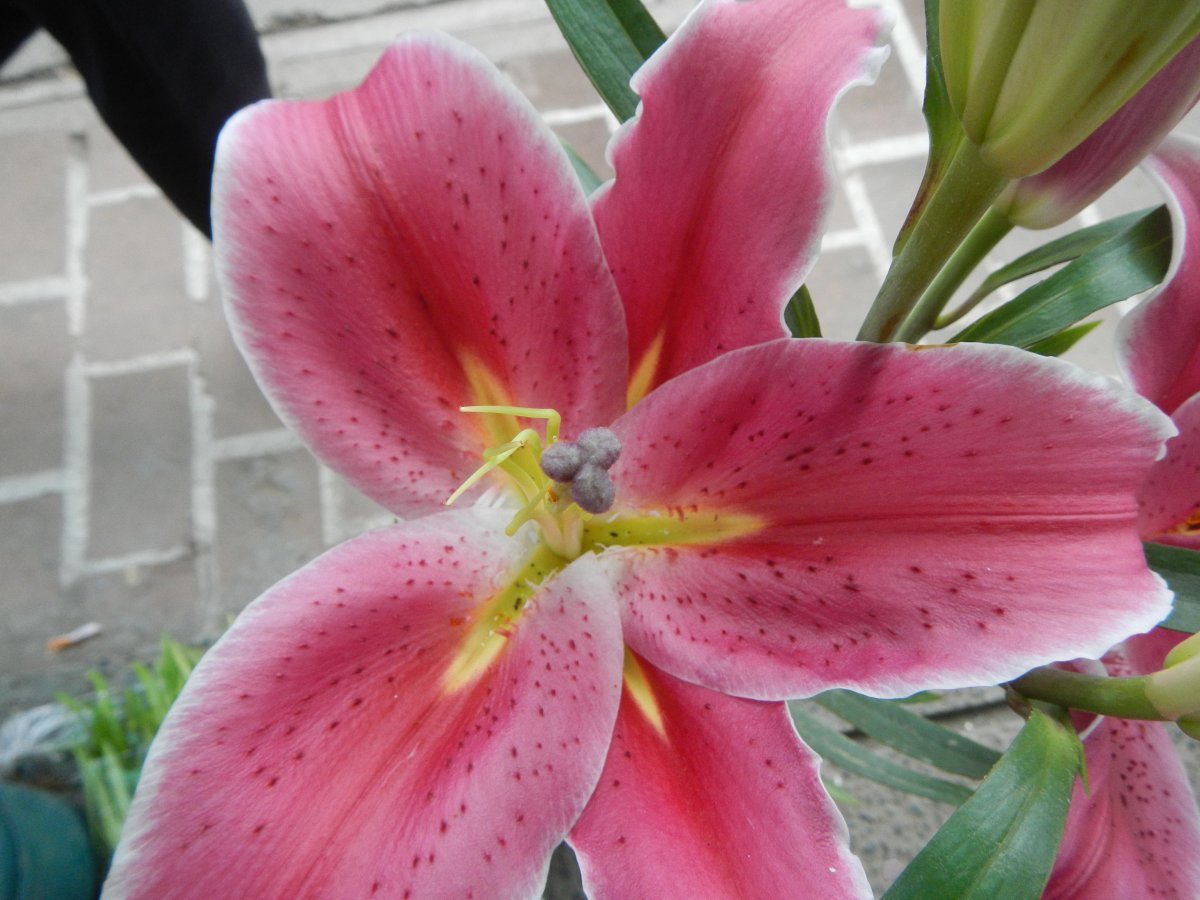 Лилия Стар Гейзер восточная