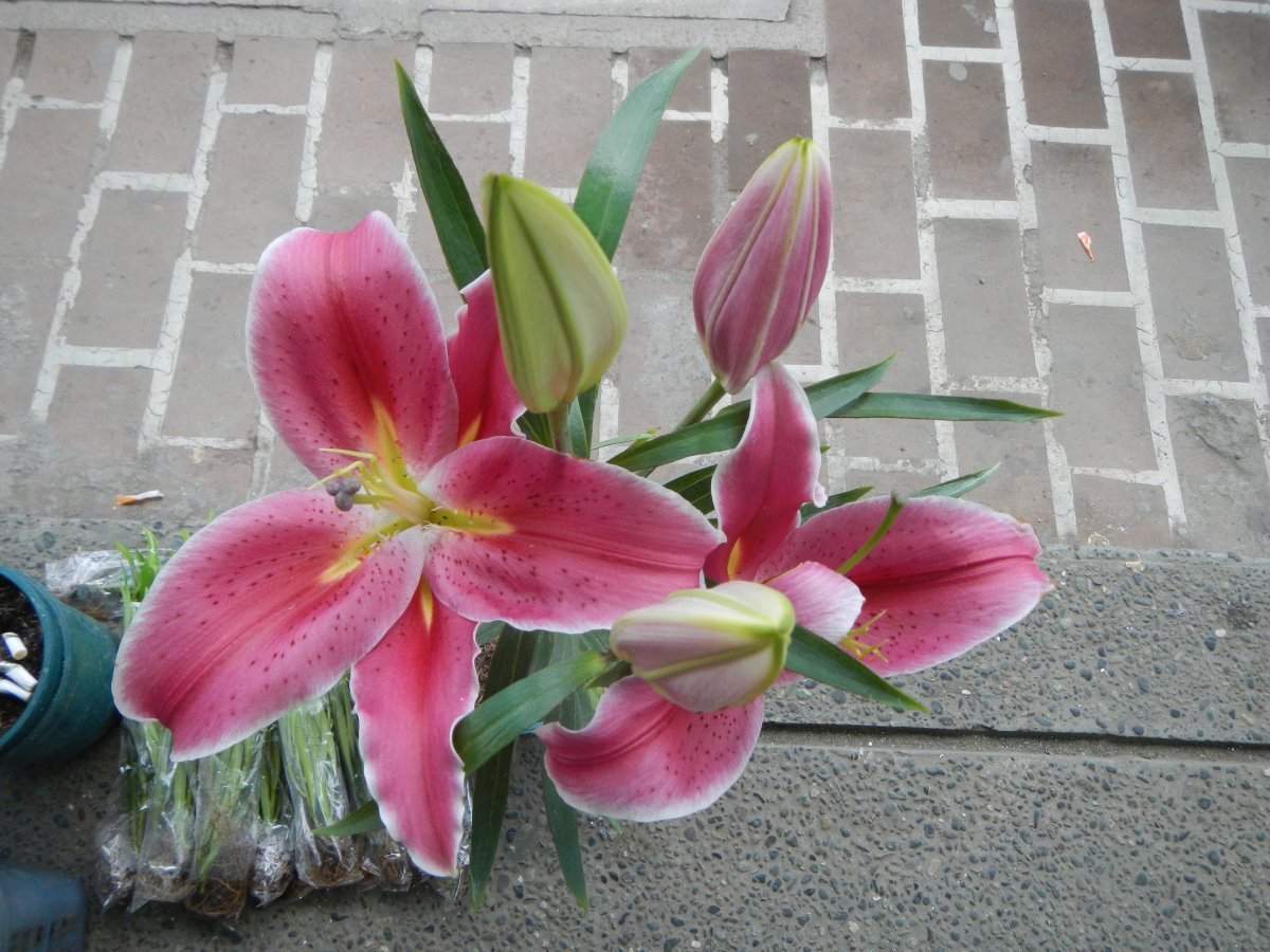 Лилия Стар Гейзер восточная - фото 3