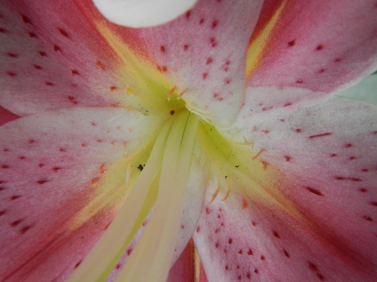 Лилия Стар Гейзер восточная - фото 8