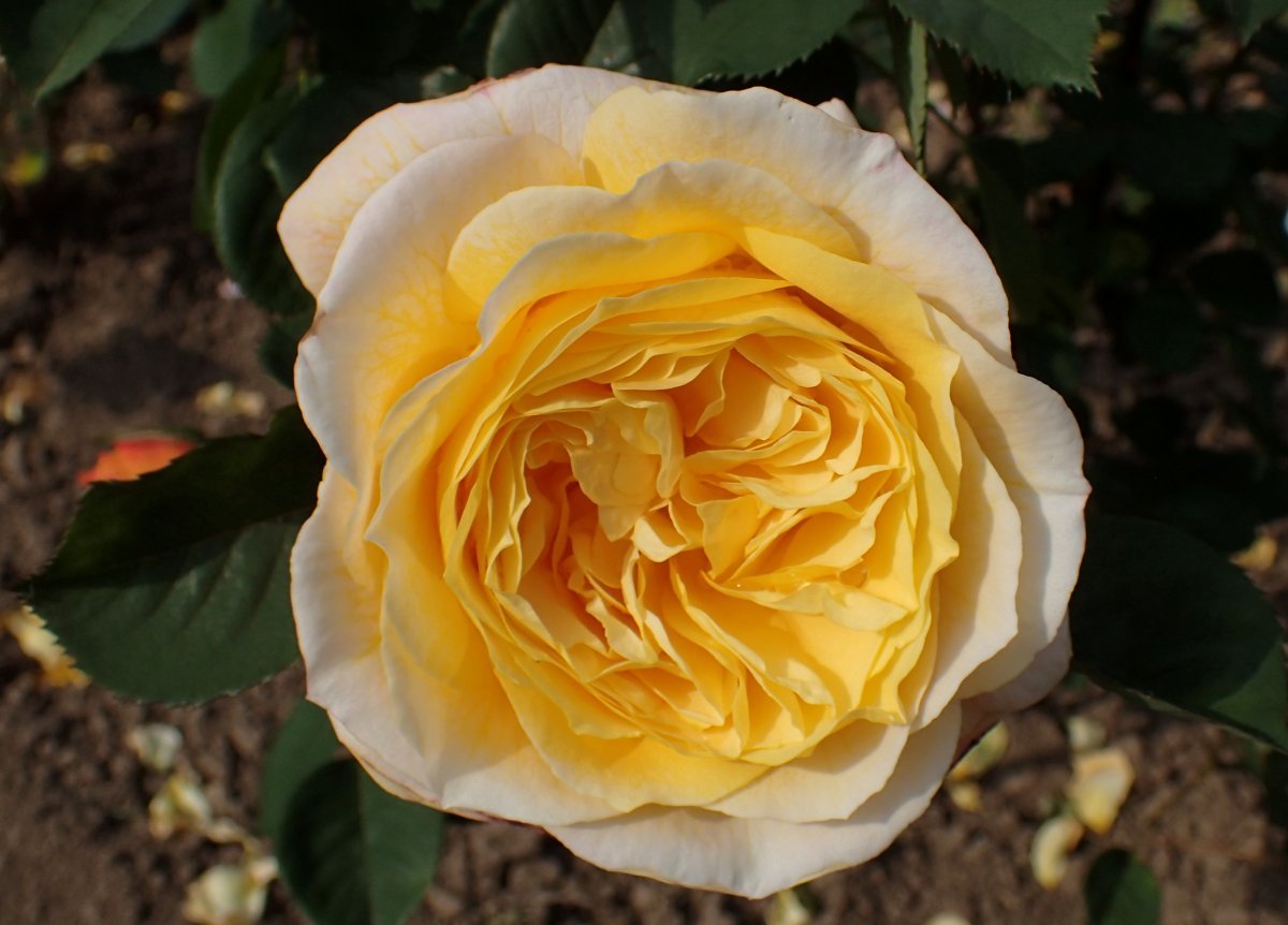 Роза парковая Чайнатаун - фото 7