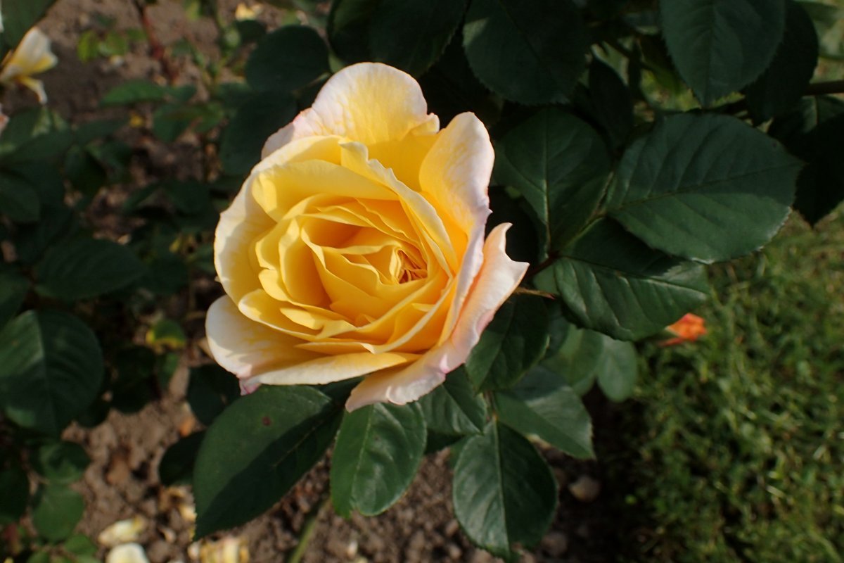 Роза парковая Чайнатаун - фото 9