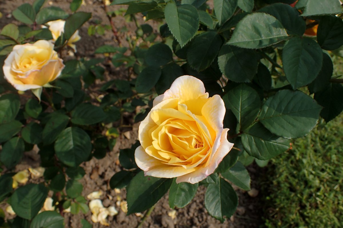 Роза парковая Чайнатаун - фото 10