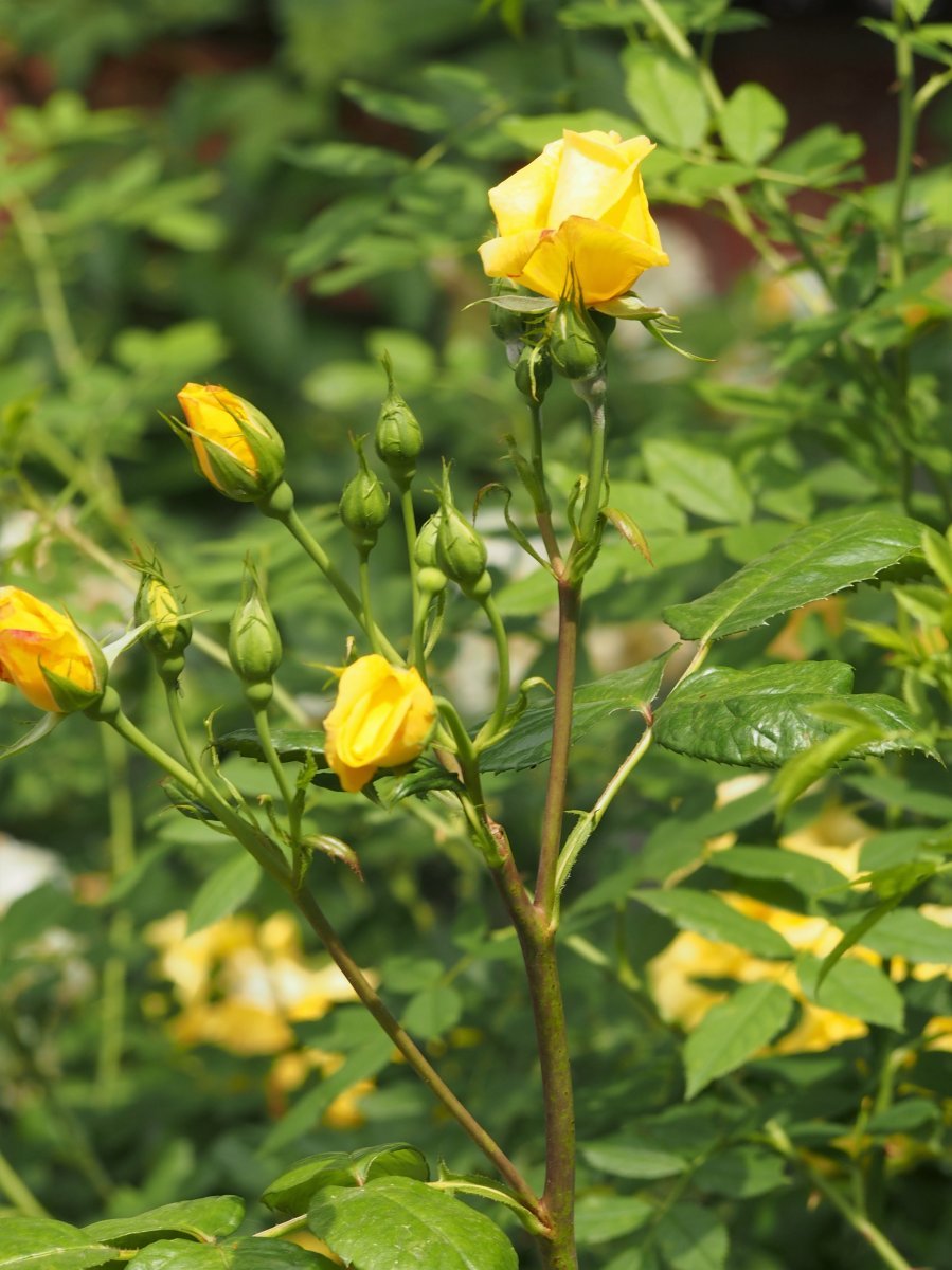 Роза парковая Чайнатаун