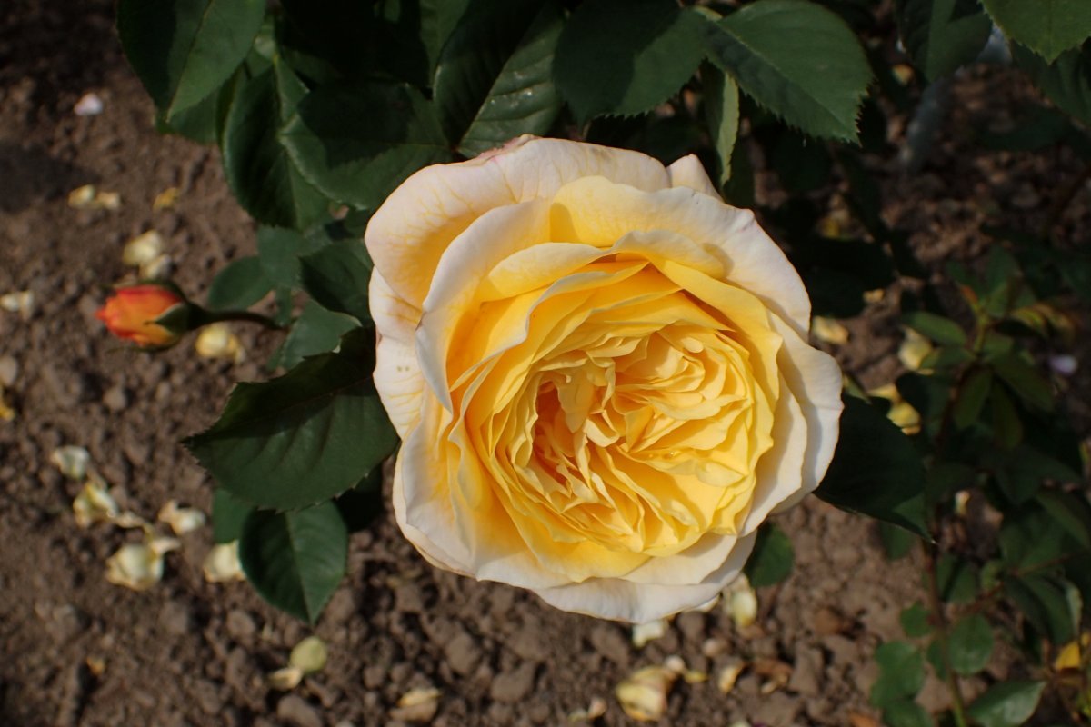 Роза парковая Чайнатаун - фото 8