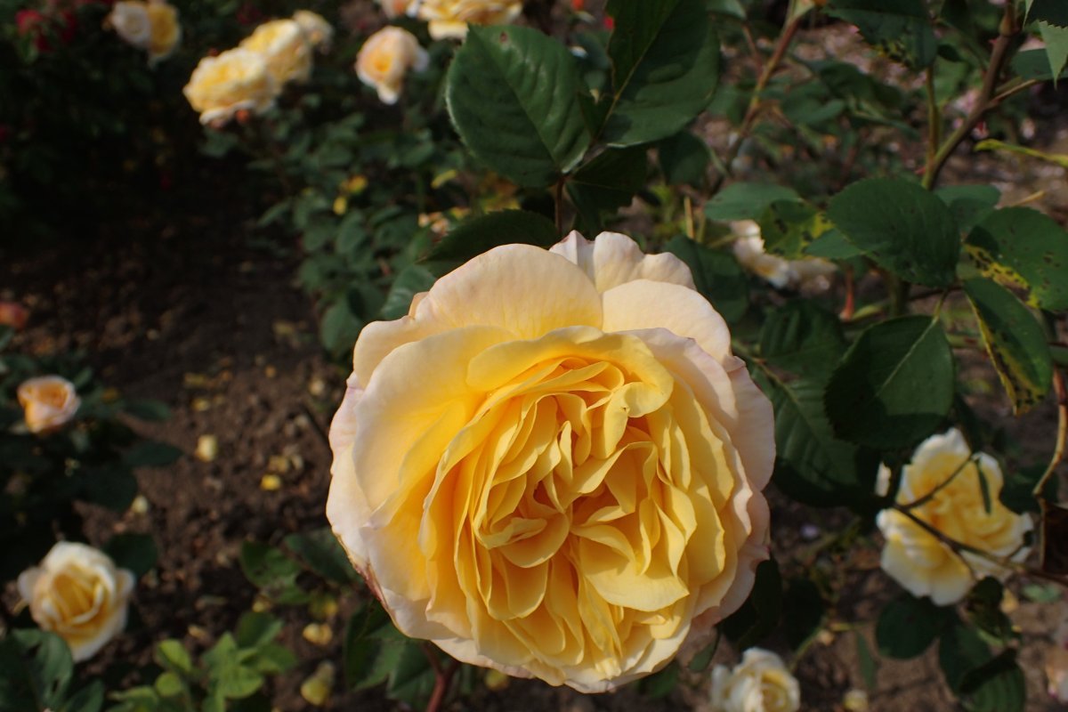 Роза парковая Чайнатаун - фото 5