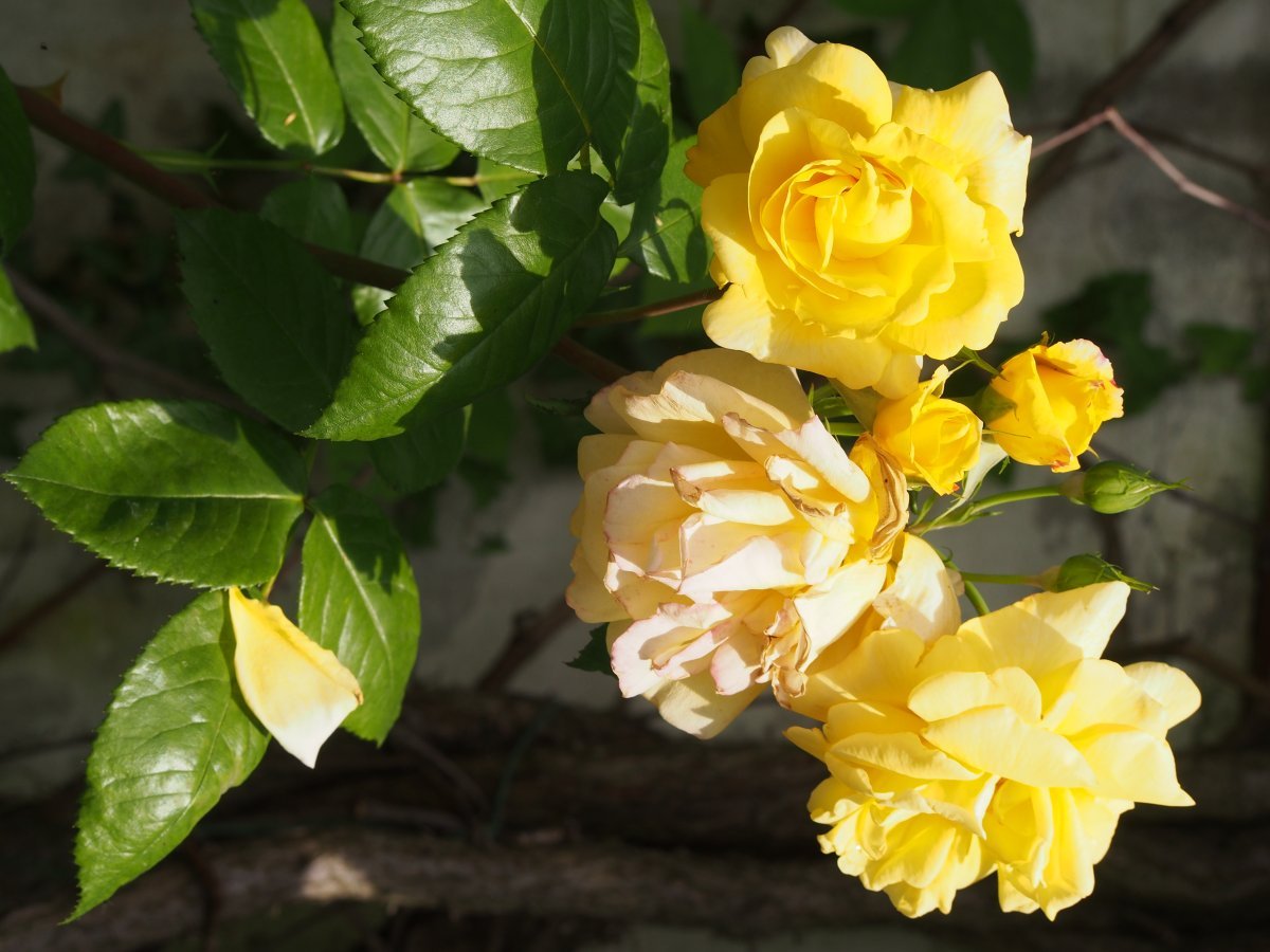 Роза парковая Чайнатаун - фото 3