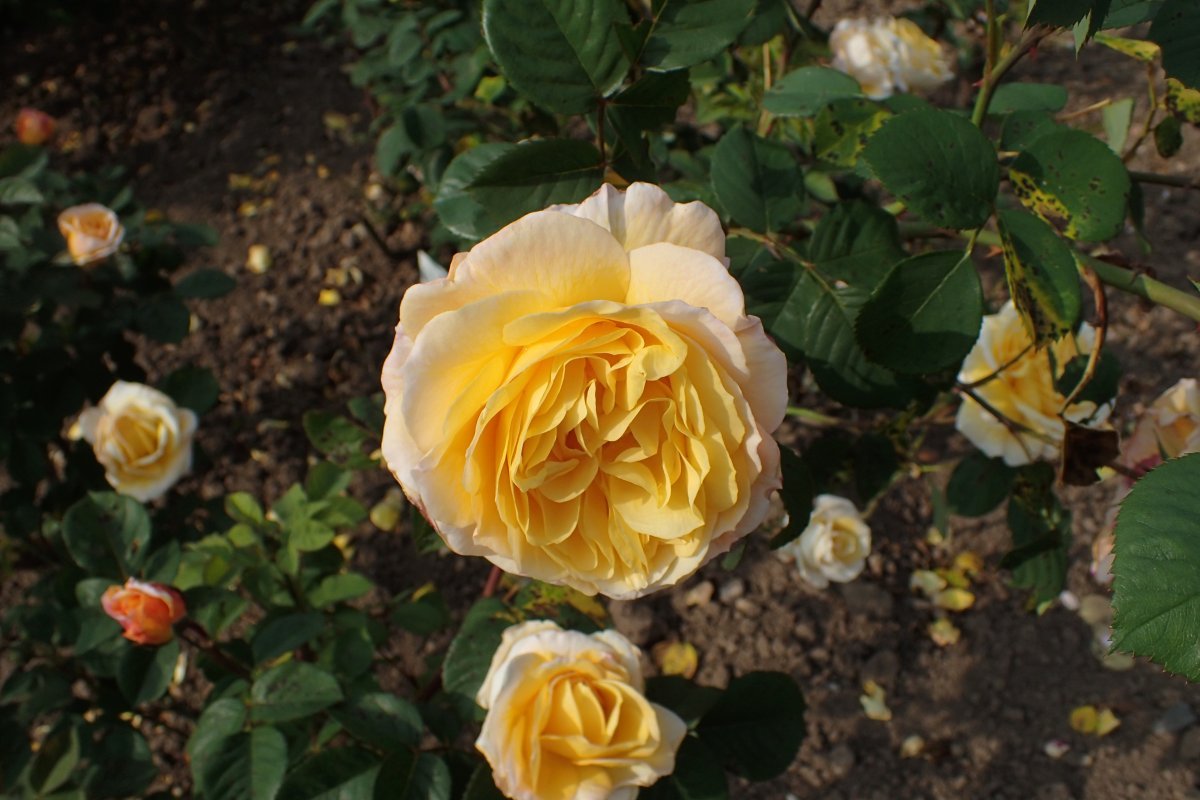 Роза парковая Чайнатаун - фото 6