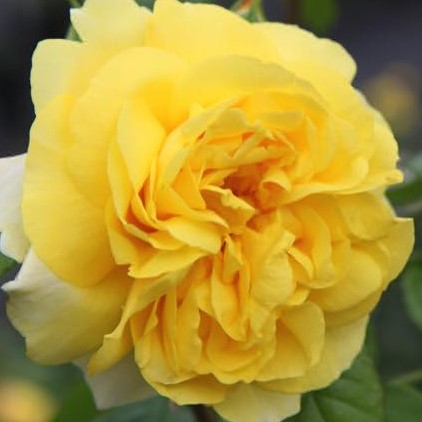 Роза парковая Чайнатаун