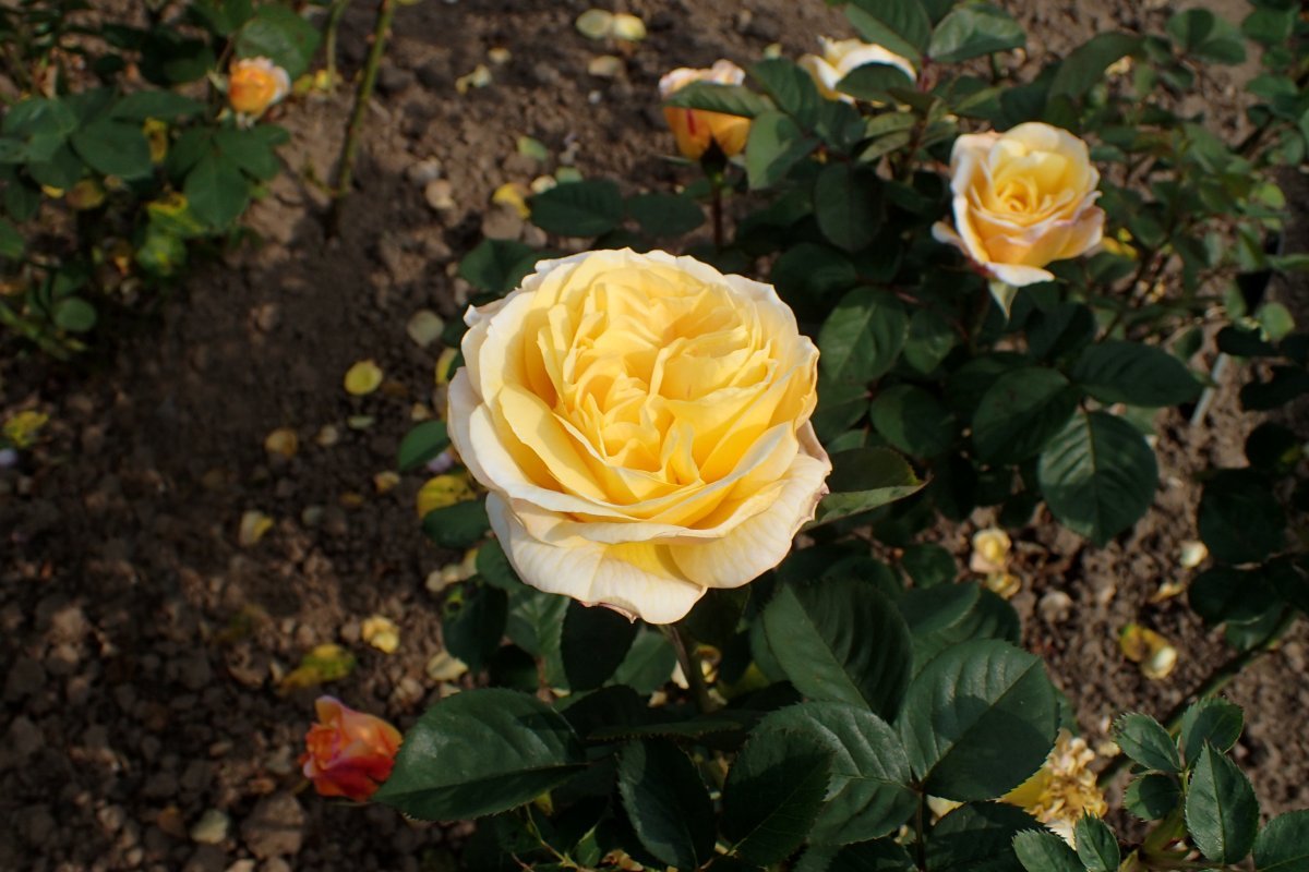 Роза парковая Чайнатаун - фото 11