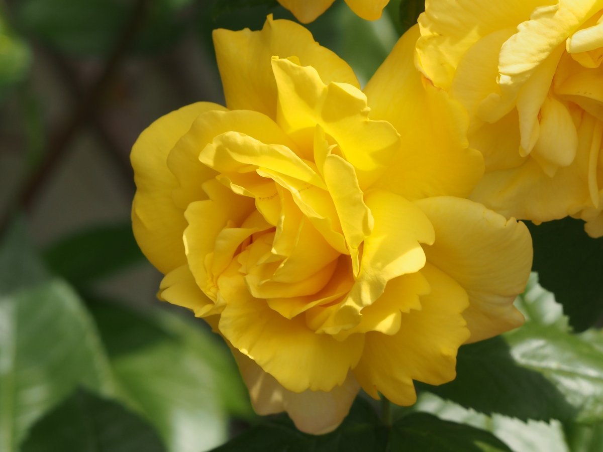 Роза парковая Чайнатаун - фото 4