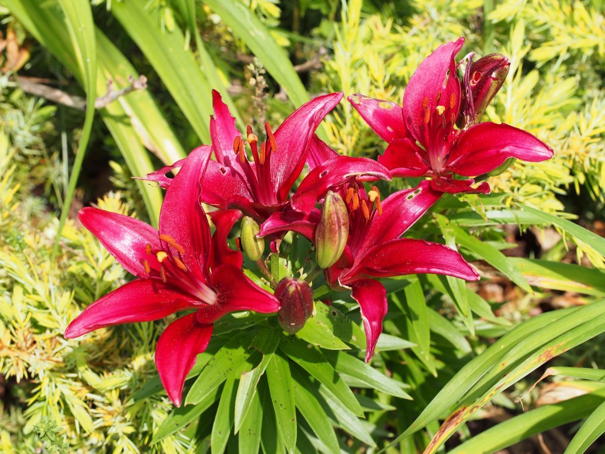 Лилия Тайни Гоуст азиатская низкорослая - фото 3